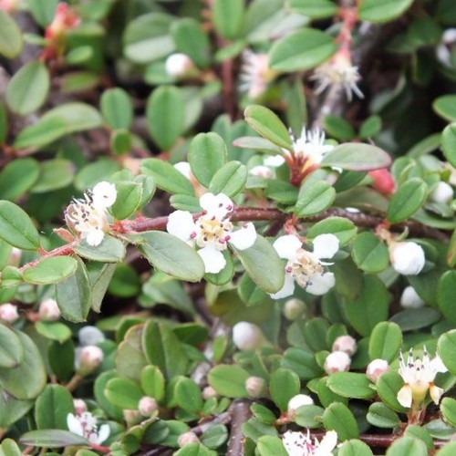 Cotoneaster dammeri 'Evergreen' - Dammeri tuhkpuu 'Evergreen' C2/2L